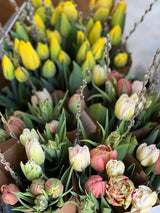 Tulip, mixed bouquet, bouquet, tulips, beautiful, specialty tulips. Wrapped,  signature black wrap, with care guide.   Bouquets will be a combination of colors and tulip styles, for example: single, doubles, parrot, fringe and lily-style. Cominations change from week-to-week depending on what is best in season.  All grown on our ,no-spray farm, beautiful , Annapolis Valley, Port Williams 