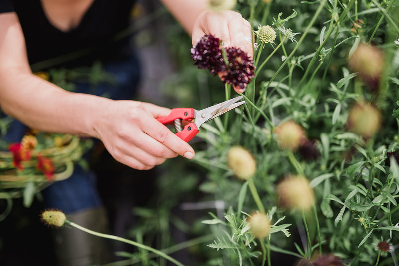 A woman carefully cuts the purple blooms from a plant which will be used for DIY flower buckets, all grown at Little Flora Gem, a Nova Scotia flower farm in Kings County that specializes in sustainable flower farming. 